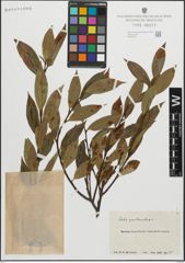 Foto von Salix pentandra L.